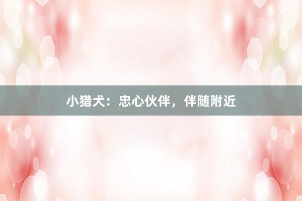 小猎犬：忠心伙伴，伴随附近